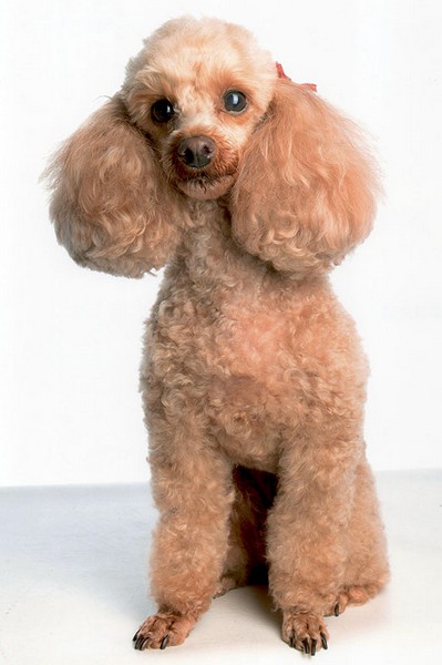 Coupe de griffes La Rochefoucauld