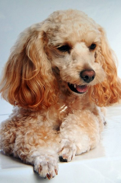 Coupe ciseau chien Angoulême