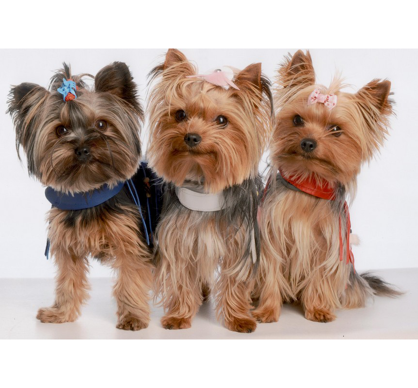 Toilettage canin La Rochefoucauld